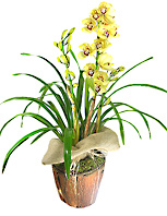 Maravilhosa orquídea Cimbydiun plantada em vaso adornado com juta.