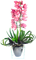 Delicada e esplendorosa orquídea cimbydium plantada em base de vidro