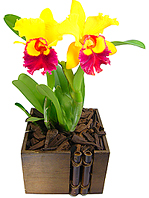 Orquídea Cattleya plantada acondicionada em base de madeira com lascas de árvore. Um presente inesquecível