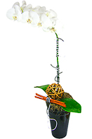 Linda orquídea em base de cerâmica preta adornada com fios pretos e brancos, bola de cipó e canelas. Um presente cheio de estilo. 
