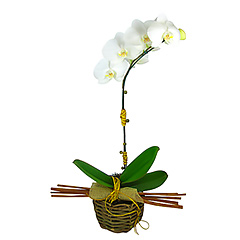 Esta moderna composição com orquídea phalaenopsis plantada irá surpreender pela graciosidade dos detalhes: base rústica, tela, canela, fios e contas.