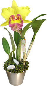 Orquídea - NÍTIDO SEGREDO - Belíssima orquídea Cattleya plantada que acompanha fina base de alumínio, decorada com musgo e pedras brancas.