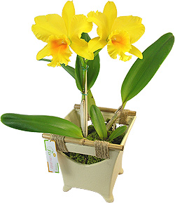 Orquídea - NÍTIDO SEGREDO - Especialíssima orquídea Cattleya amarela plantada com base de cerâmica em detalhes artesanais.