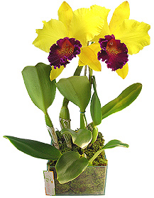 Orquídea - ÍNTIMO TORPOR - Maravilhosa orquídea Cattleya amarela e lilás plantada em base vidro adornada por musgo