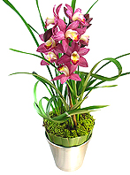 Delicada orquídea Cimbydiun plantada, com base de alumínio adornada por folhagens e musgo.