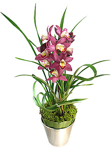 Orquídeas - cultivo fotos particularidades - cimbidiun