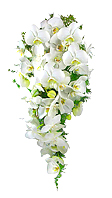 Maravilhoso bouquet estilo cascata confeccionado com orqúidea phalaenopsis branca.