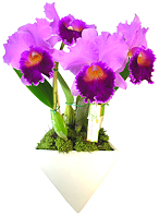 Flores e Presentes finos : INFINITO PARTICULAR - Arrasador. Orquídea Cattleya lilás plantada, que acompanha fina base de cerâmica branca adornada com musgo : Infinito Particular. - Floricultura Florencanto