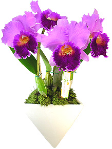 Orquídea - INFINITO PARTICULAR - Arrasador. Orquídea Cattleya lilás plantada, que acompanha fina base de cerâmica branca adornada com musgo : Infinito Particular.