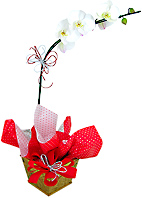 O contraste entre as cores vermelho e branco confere charme à esta composição com a bela orquídea phalaenopsis branca plantada.