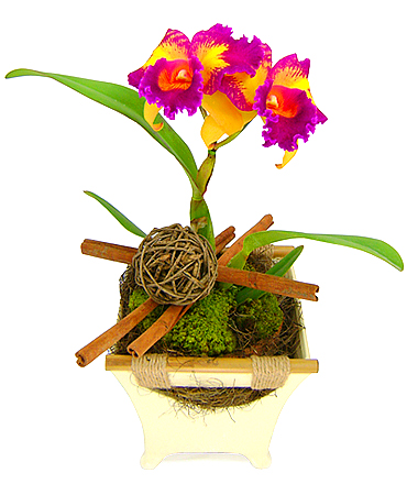 Esta exótica e extraordinária orquídea catleya plantada bicolor, com certeza, vai surpreender e encantar.  Presente infalível. (bic Taiwan Queen - HCC/AOV 76) 