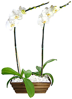 Grandiosa composi&ccedil;&atilde;o com as duas orqu&iacute;deas phalaenopsis brancas plantadas, em base estilo jardineira de madeira adornada por pedras marmorizadas brancas. 