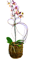 Magn&iacute;fica e inovadora orqu&iacute;dea phalaenopsis bicolor, adornada com vime e base r&uacute;stica. 