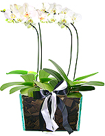 Quatro lindas orqu&iacute;deas brancas phalaenopsis plantadas em base de vidro transparente adornada com lascas de madeira. 