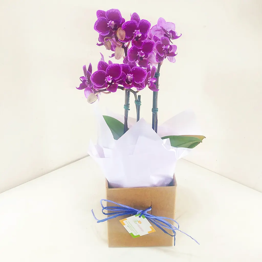 Orquídea Phalaenopsis bicolor – flor exótica com pétalas de duas cores, símbolo de elegância.