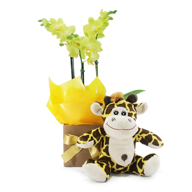 Little Giraffe