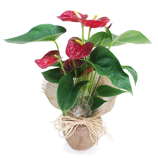 Anthuriums