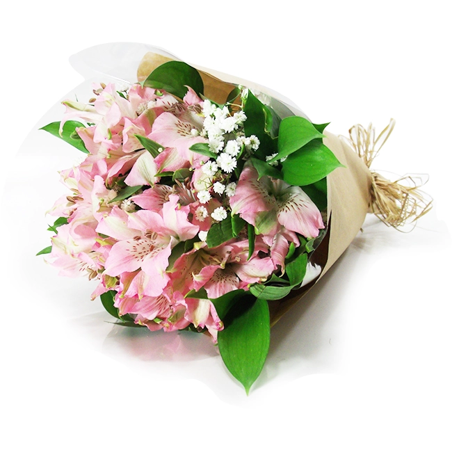 Pink Alstroemerias - P
