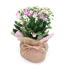 Pink Presence