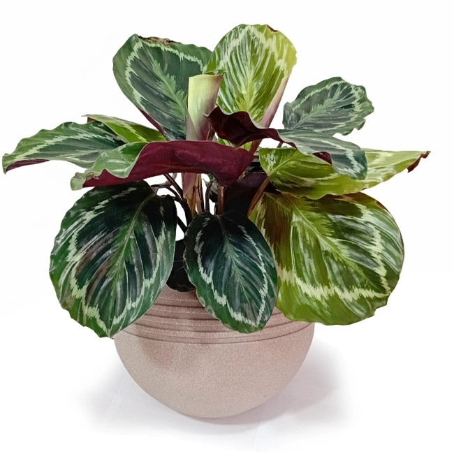 Calathea