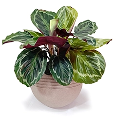 Calathea