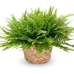 American Fern