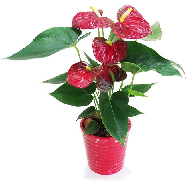 Planted Red Anthuriums