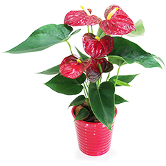 Planted Red Anthuriums