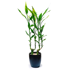 Lucky Bamboo P