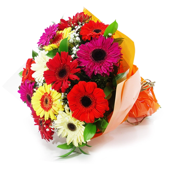 Gerbera Charm - M
