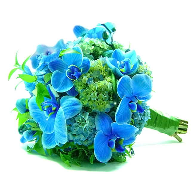 B.noiva Orquídea Blue Mystique