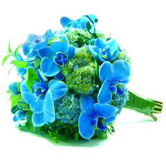B.noiva Orquídea Blue Mystique