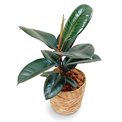 Ficus