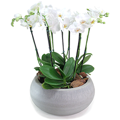 O "Toque de Modernidade" é uma peça única que combina a robustez do vaso de cimento com a delicadeza das orquídeas Phalaenopsis, criando uma harmonia perfeita entre natureza e design contemporâneo. Ideal para ambientes modernos e sofisticados, este vaso é uma verdadeira obra de arte que traz um toque de elegância e frescor para qualquer espaço.