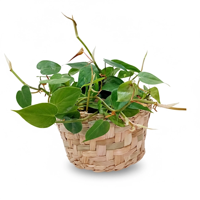Green Ivy