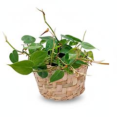 Green Ivy