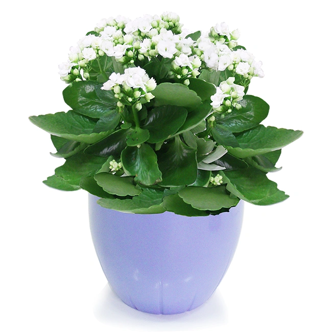 White Fortune Flower