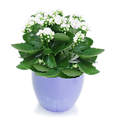 White Fortune Flower