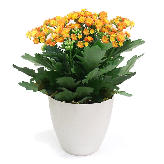 Orange Fortune Flower