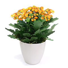 Orange Fortune Flower