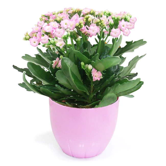 Pink Fortune Flower