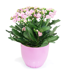Pink Fortune Flower