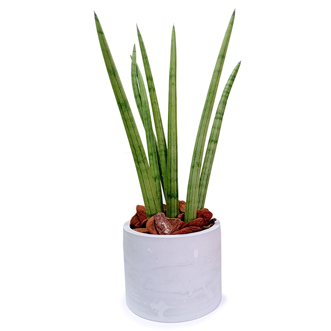 Saint George´s Spear
