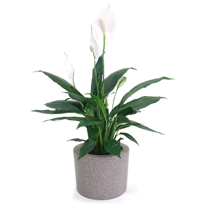 Planted Peace Lily
