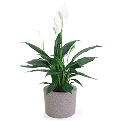 Planted Peace Lily