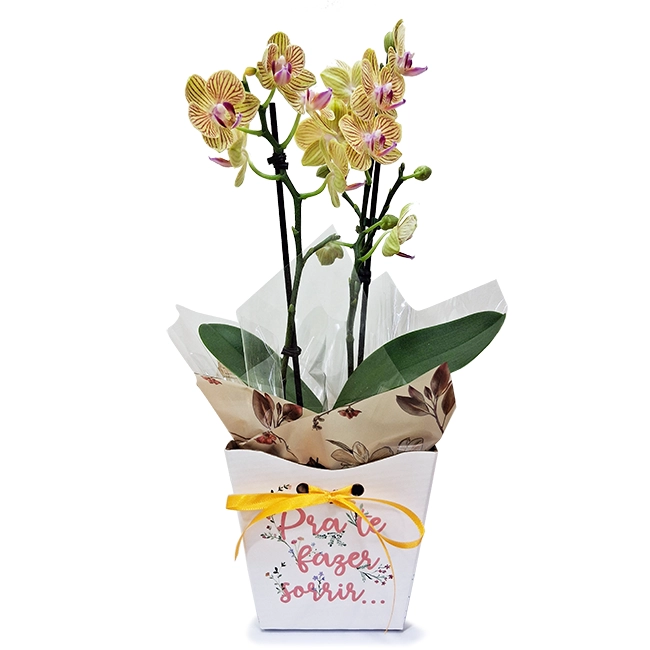 Mini Orquídea para Te Fazer Sorrir
