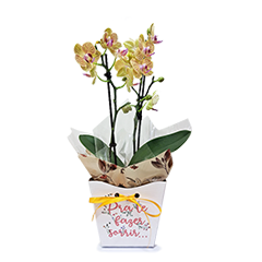 Mini Orquídea para Te Fazer Sorrir