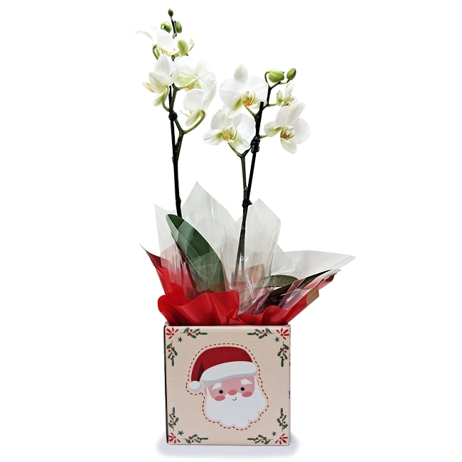 Mini Santa Claus Orchid