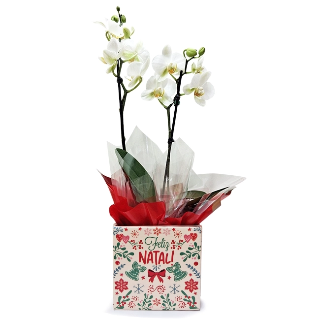 Mini Orquídea Natal