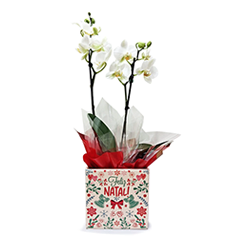 Mini Orquídea Natal
